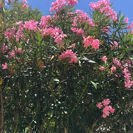 R&b Midora לינה וארוחת בוקר 4*