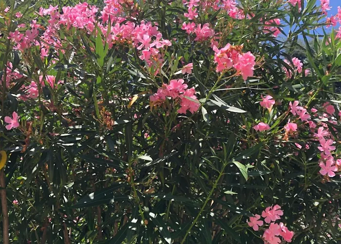 R&b Midora فندق مبيت وإفطار 4*